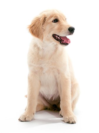 simsearch:400-04883639,k - A puppy Golden Retriever Stock Photo - Budget Royalty-Free & Subscription, Code: 400-04883425