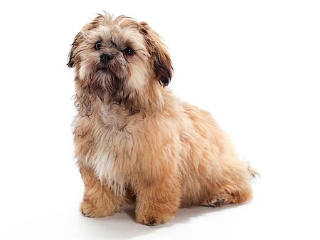 shiatsu - A Shitzu Poodle mix Stockbilder - Microstock & Abonnement, Bildnummer: 400-04883429