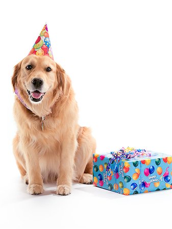 simsearch:400-04883639,k - A Golden Retriever dog wearing a birthday hat on a white background, with a present to the side. Stock Photo - Budget Royalty-Free & Subscription, Code: 400-04883421