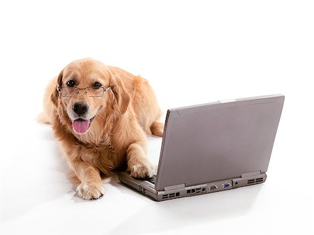 simsearch:400-04883639,k - A Golden Retriever using a laptop with paw on a laptop Stock Photo - Budget Royalty-Free & Subscription, Code: 400-04883423