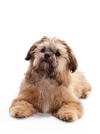 shiatsu - A Shitzu Poodle mix laying on floor Stockbilder - Microstock & Abonnement, Bildnummer: 400-04883432