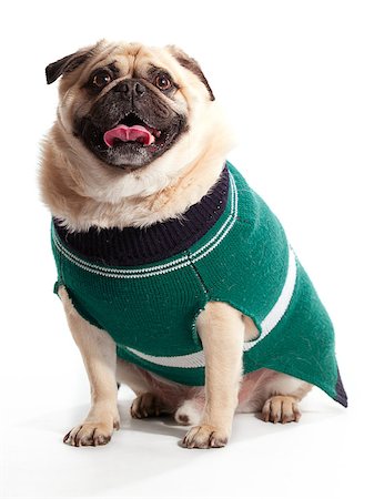 fat dog - A pug wearing a sweater sitting on a white background Stock Photo - Budget Royalty-Free & Subscription, Code: 400-04883645