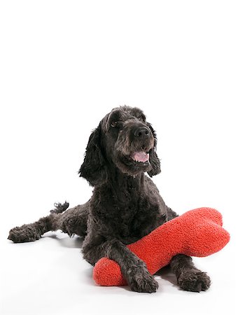 simsearch:400-04883639,k - A Labradoodle laying on a white background with a pillow Stock Photo - Budget Royalty-Free & Subscription, Code: 400-04883648