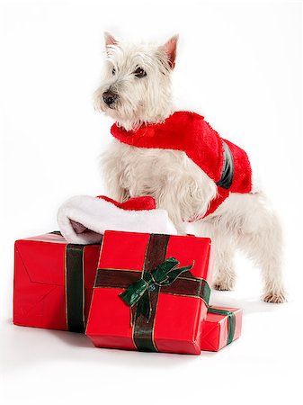 dog christmas present - A Westie on Christmas boxes Stock Photo - Budget Royalty-Free & Subscription, Code: 400-04883649