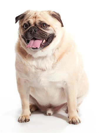 fat dog - A Pug on a white background Stock Photo - Budget Royalty-Free & Subscription, Code: 400-04883640