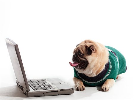 simsearch:400-04883639,k - A pug with a sweater vest on a laptop Stock Photo - Budget Royalty-Free & Subscription, Code: 400-04883642