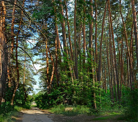 image of pine forest on a summer day Photographie de stock - Aubaine LD & Abonnement, Code: 400-04883657