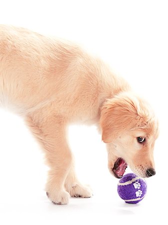 simsearch:400-04883639,k - A purple ball about to be grabbed by a puppy Stock Photo - Budget Royalty-Free & Subscription, Code: 400-04883651
