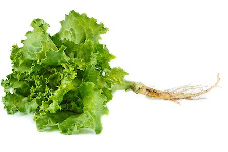 simsearch:400-04879197,k - Fresh garden lattuce with root on a white background. Stock Photo - Budget Royalty-Free & Subscription, Code: 400-04883739