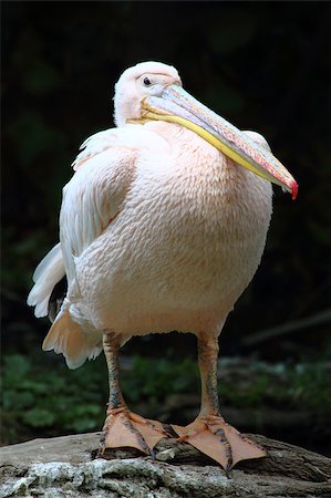 pélican brun - nice pink pelican on the dark background Photographie de stock - Aubaine LD & Abonnement, Code: 400-04894040