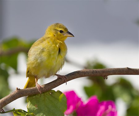 finch - Yellow canary perched on tree branch, Shanzu beach Kenya Stock Photo - Budget Royalty-Free & Subscription, Code: 400-04894070