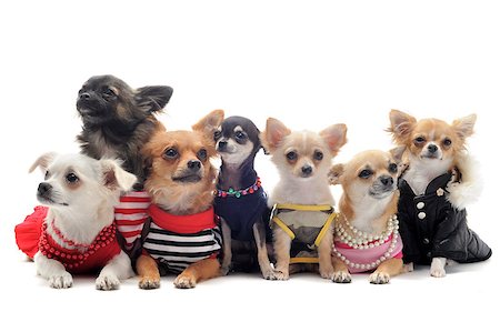 simsearch:400-06391494,k - group of chihuahua dressed in front of white background Stockbilder - Microstock & Abonnement, Bildnummer: 400-04894388