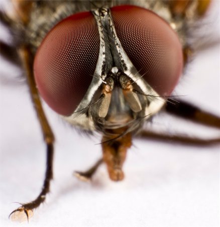 Extreme close-up. Head of a domestic fly. Stock Photo - Budget Royalty-Free & Subscription, Code: 400-04894448