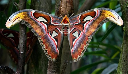 falena - atlas moth (Attacus atlas) is a species of moth of the family Saturniidae ditrisio Fotografie stock - Microstock e Abbonamento, Codice: 400-04894672