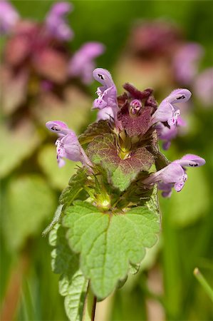 dead nettle - purple dead-nettle(Lamium album)on meadow Stock Photo - Budget Royalty-Free & Subscription, Code: 400-04894778