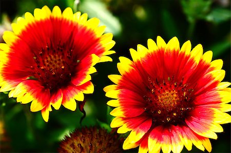 simsearch:400-04418407,k - Closeup view of red and orange flower Stockbilder - Microstock & Abonnement, Bildnummer: 400-04894946