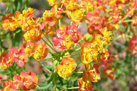 euphorbia - Cypress spurge (Euphorbia cyparissias) Photographie de stock - Aubaine LD & Abonnement, Code: 400-04895209