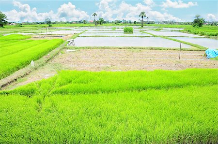 simsearch:400-06077675,k - rice field and blue sky Stock Photo - Budget Royalty-Free & Subscription, Code: 400-04895243