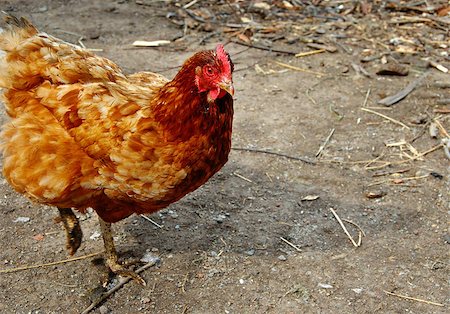 simsearch:400-04707619,k - golden brown hen on farm yard outdoors Stock Photo - Budget Royalty-Free & Subscription, Code: 400-04895313