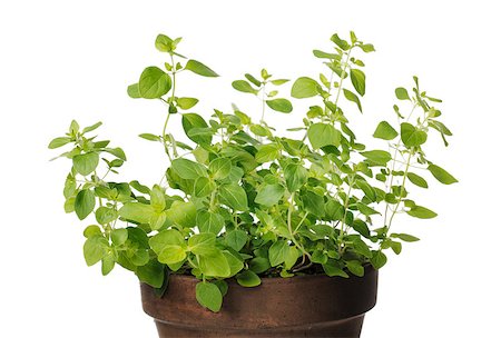 potted herbs - Detail of an oregano herbal plant in a clay pot. Stock Photo - Budget Royalty-Free & Subscription, Code: 400-04895413