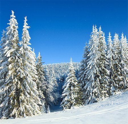 simsearch:400-04319458,k - winter calm mountain landscape with rime and snow covered spruce trees and snowfall Stock Photo - Budget Royalty-Free & Subscription, Code: 400-04895571