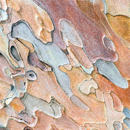 softwood - Coarse blotched bark of old crimean pine tree (Stankevycha pine). Detailed macro. Stock Photo - Budget Royalty-Free & Subscription, Code: 400-04895572