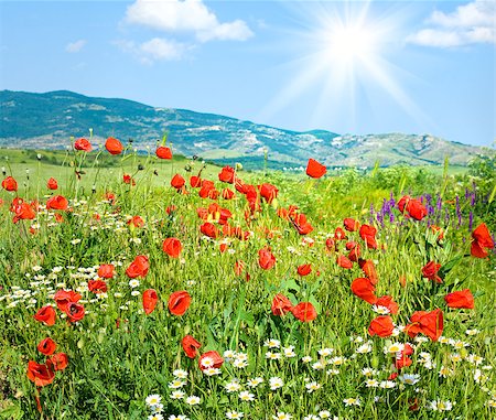 Beautiful summer mountain landscape with red poppy and white camomile flowers (and sunshine) Foto de stock - Super Valor sin royalties y Suscripción, Código: 400-04895581