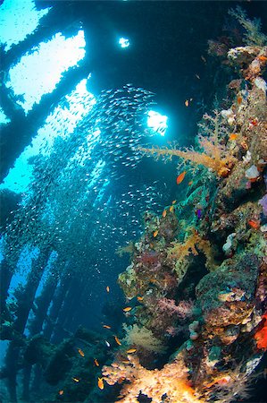 simsearch:400-06329930,k - Beautiful coral scene in the sun with glassfish inside a large underwater shipwreck Stock Photo - Budget Royalty-Free & Subscription, Code: 400-04895732