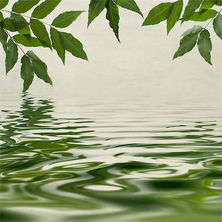 Green leaves reflecting in the water Foto de stock - Super Valor sin royalties y Suscripción, Código: 400-04895811