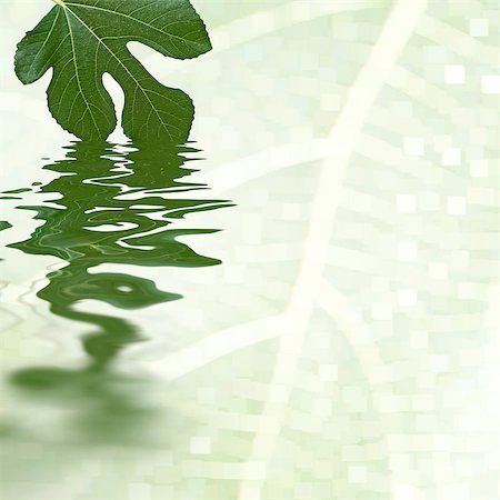 simsearch:400-05304951,k - Green fig leaf reflecting in the water. White background Foto de stock - Super Valor sin royalties y Suscripción, Código: 400-04895812