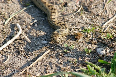 Smooth snake (Coronella austriaca) in a forest clearing in the spring - Portrait, male Photographie de stock - Aubaine LD & Abonnement, Code: 400-04895894