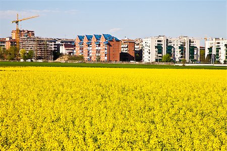 simsearch:400-06075932,k - Field of yellow flowers in spring season close to the border of the city Fotografie stock - Microstock e Abbonamento, Codice: 400-04896049