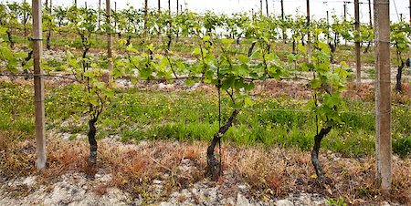 simsearch:400-05280468,k - Barbera vineyard during spring season, Monferrato area, Piedmont region, Italy Stock Photo - Budget Royalty-Free & Subscription, Code: 400-04896050