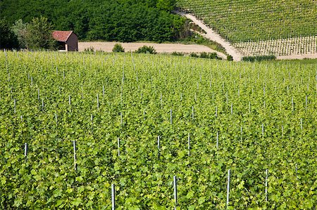 simsearch:400-05280468,k - Barbera vineyard during spring season, Monferrato area, Piedmont region, Italy Stock Photo - Budget Royalty-Free & Subscription, Code: 400-04896052