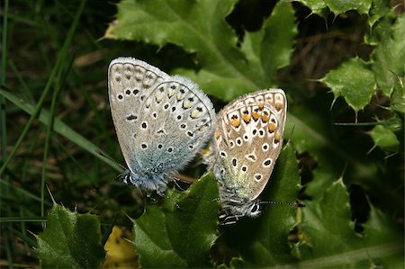 Gossamer-winged butterflies (Lycaenidae) with the pairing Stock Photo - Budget Royalty-Free & Subscription, Code: 400-04896163