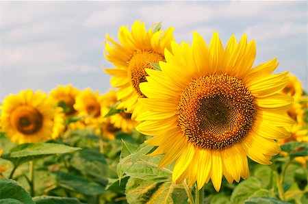 simsearch:400-04742969,k - Beautiful blooming sunflowers on a background field of sunflowers and the sky Stockbilder - Microstock & Abonnement, Bildnummer: 400-04896336