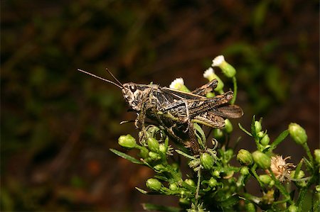 Common field grasshopper (Chorthippus brunneus) on a plant Stock Photo - Budget Royalty-Free & Subscription, Code: 400-04896346