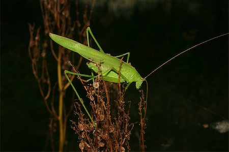 Large green grasshopper (Tettigonia viridissima) - male on a dried-flower bush Stock Photo - Budget Royalty-Free & Subscription, Code: 400-04896350