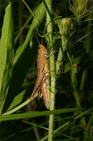 Field grasshopper (Chorthippus apricarius) - females on a plant stem Stock Photo - Budget Royalty-Free & Subscription, Code: 400-04896351