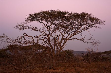 simsearch:841-03870088,k - An Acacia tree, sometimes referred to as a thorntree or thorn tree, on the South African savannah after sundown. The sky is a deep purple from the dusk. Foto de stock - Super Valor sin royalties y Suscripción, Código: 400-04896458