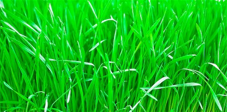 sritangphoto (artist) - Green fresh young wheat close up Foto de stock - Royalty-Free Super Valor e Assinatura, Número: 400-04896473