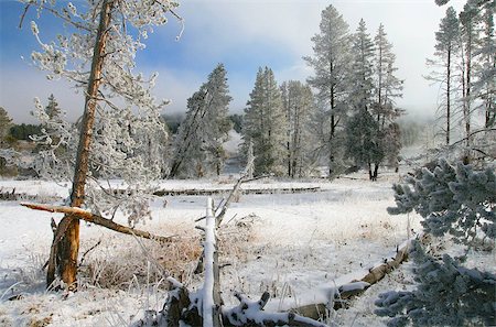 forêt boréale - winter landscape Photographie de stock - Aubaine LD & Abonnement, Code: 400-04896650