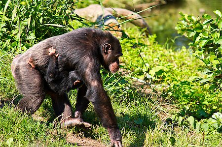 A female chimpanzee walking with her baby hanging from her. Symbolizes motherhood, parenting and loving Photographie de stock - Aubaine LD & Abonnement, Code: 400-04896673