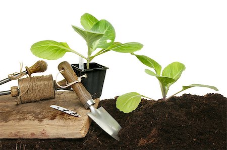 Planting seedling cabbage plants in soil with garden tools against a white background Photographie de stock - Aubaine LD & Abonnement, Code: 400-04896737