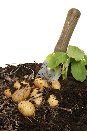 Digging new potatoes from soil with a garden trowel Photographie de stock - Aubaine LD & Abonnement, Code: 400-04896739