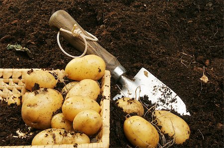 Fresh new potatoes in a basket lying on soil next to a garden trowel Stock Photo - Budget Royalty-Free & Subscription, Code: 400-04896745