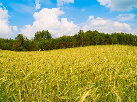 simsearch:400-04490325,k - beautiful landscape of harvesting field of rye Foto de stock - Super Valor sin royalties y Suscripción, Código: 400-04896778