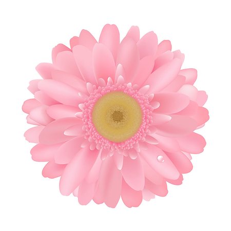 simsearch:400-05369226,k - Pink Gerbera, Isolated On White Background, Vector Illustration Stock Photo - Budget Royalty-Free & Subscription, Code: 400-04896823