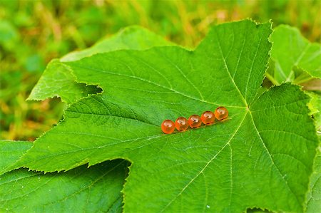 Pills with chamomile flower lying on leaf in garden Stock Photo - Budget Royalty-Free & Subscription, Code: 400-04896930