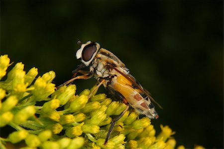 simsearch:400-08706648,k - Marmalade hoverfly (Episyrphus balteatus) on a flower Foto de stock - Royalty-Free Super Valor e Assinatura, Número: 400-04897198